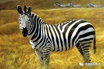 我的纹路象斑马，材性在红木和硬木之间，也是家具良材