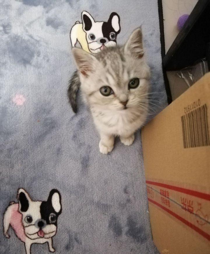 英短1200元靠谱吗,一千元的英短靠谱吗