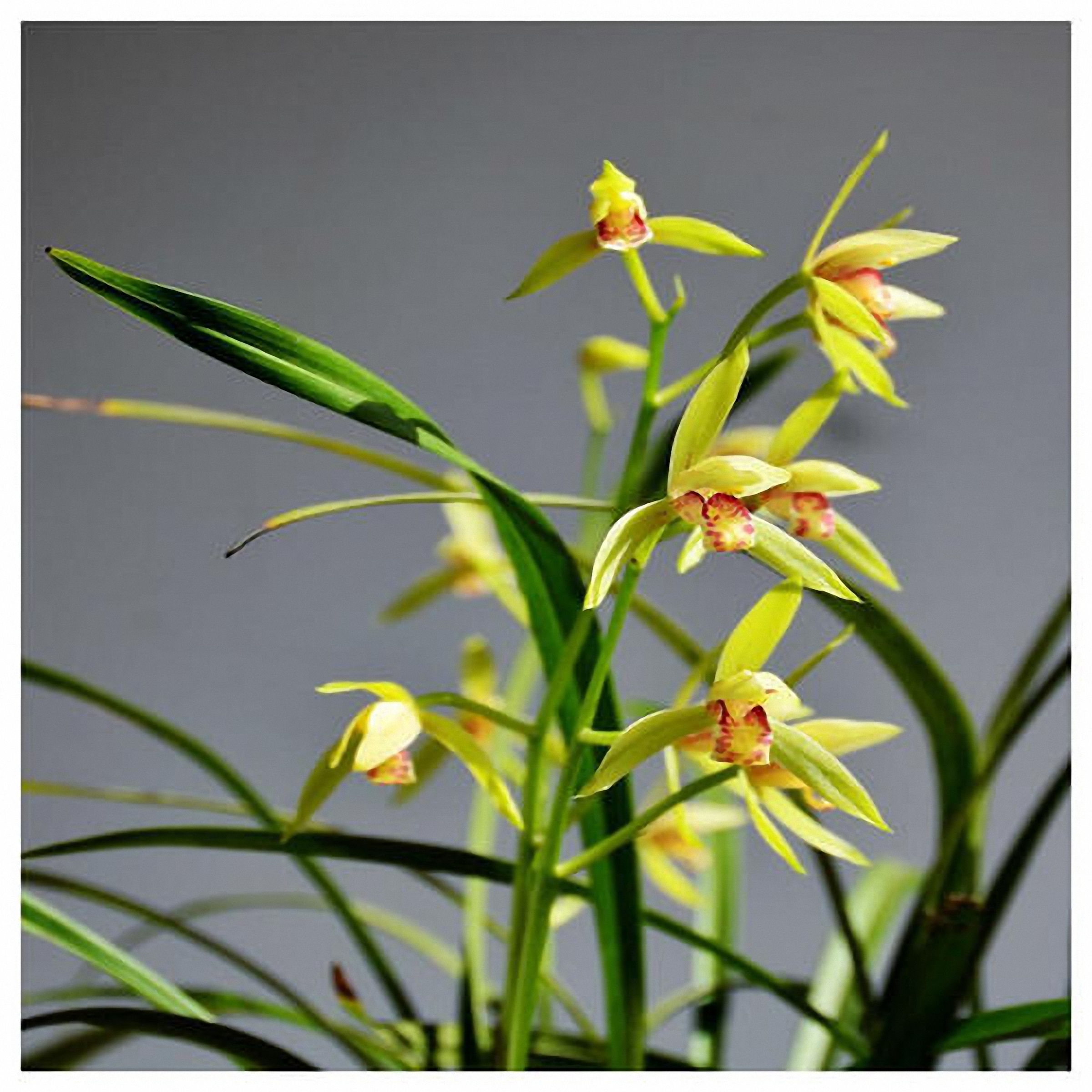 刚上盆兰花能用兰花专用营养液,兰花怎样上盆成活率高