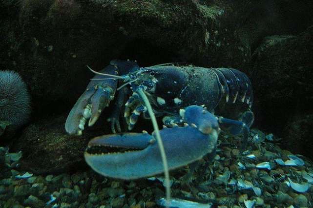 6个龙虾冷知识，实现龙虾自由的你，知道几个呢？