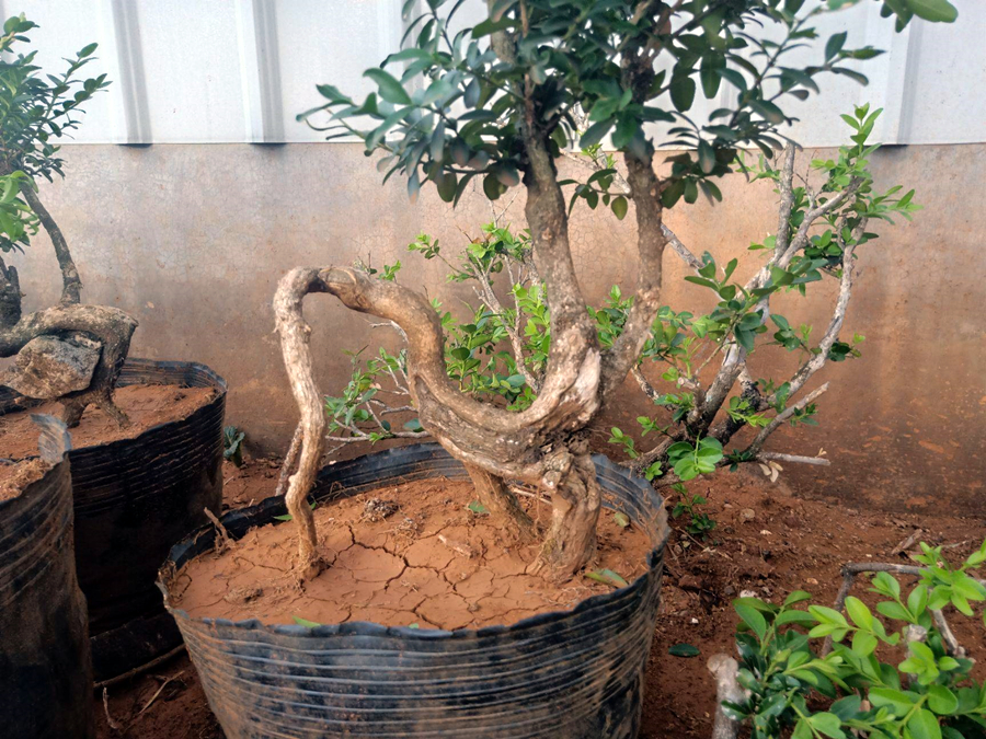 黄杨盆景怎么养才能更旺盛,黄杨盆景值钱吗