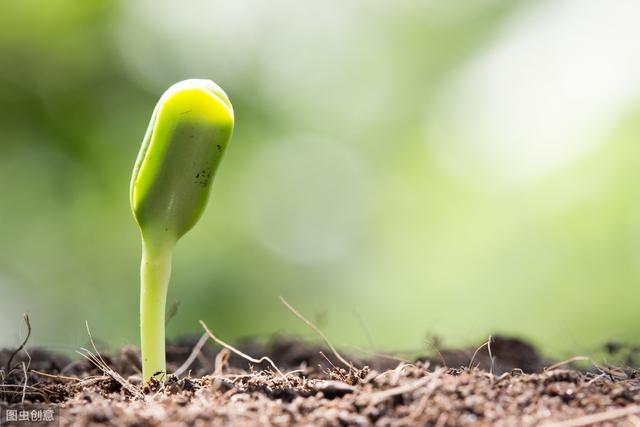 砂仁种植技术和方法,怎样使砂仁高产