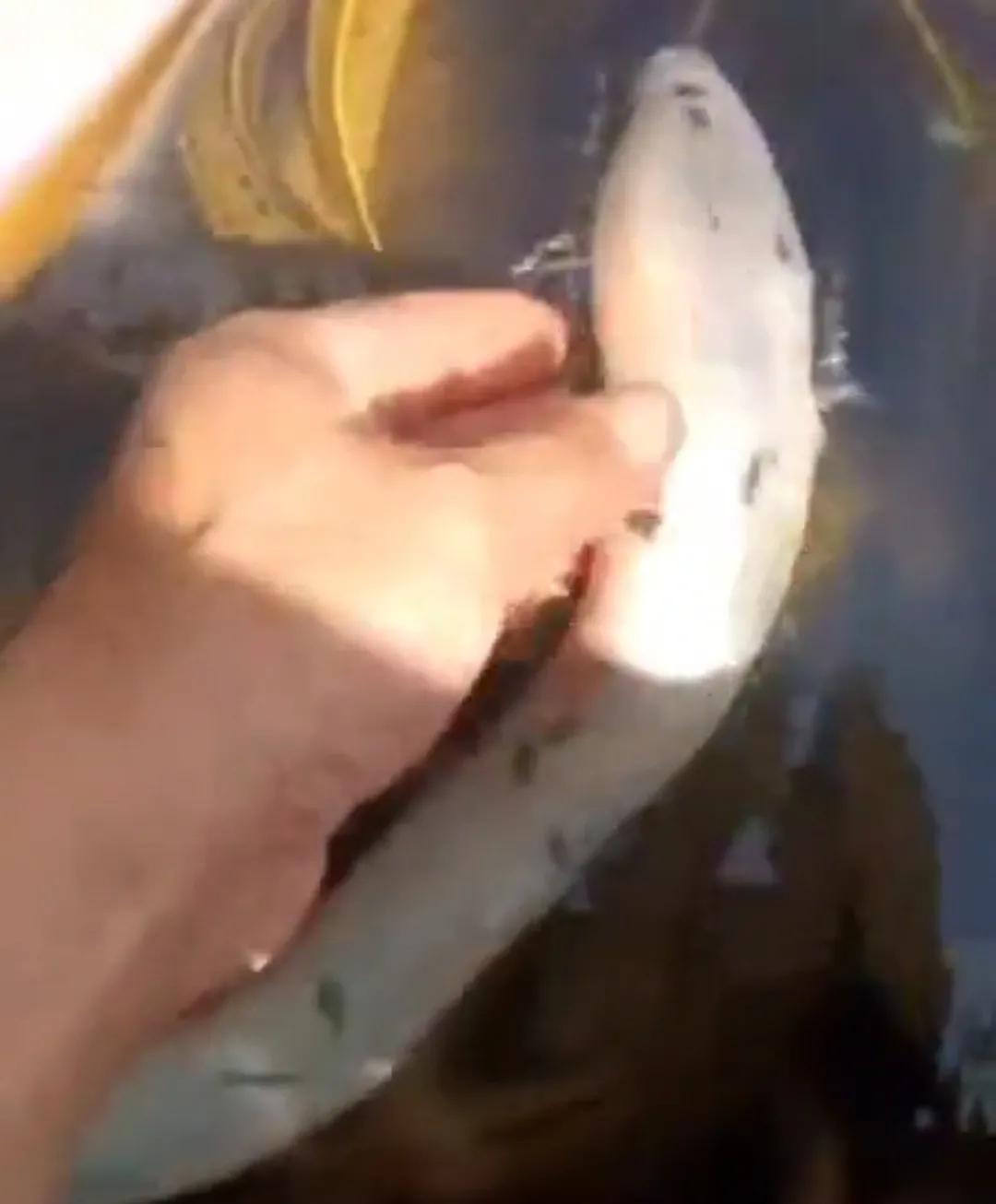 罕见！湖南岳阳大爷河边抓起一条“白娘子”，路人劝说：放了吧