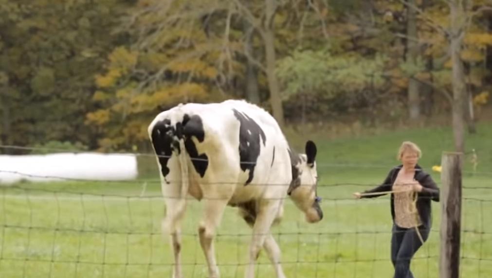 给牛身上开洞,牛身上的洞是怎样开的