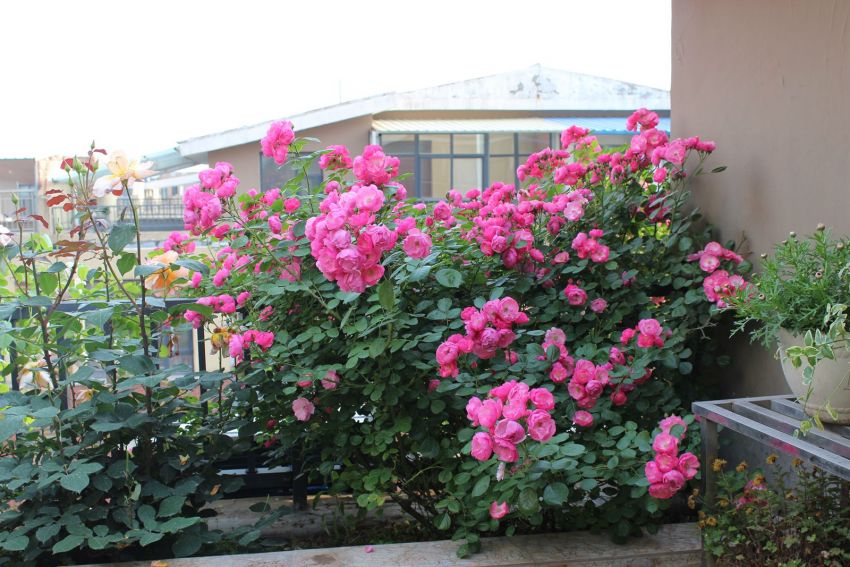 怎样才能让藤本月季快速成为花墙,藤本月季和蔷薇哪个做花墙比较好