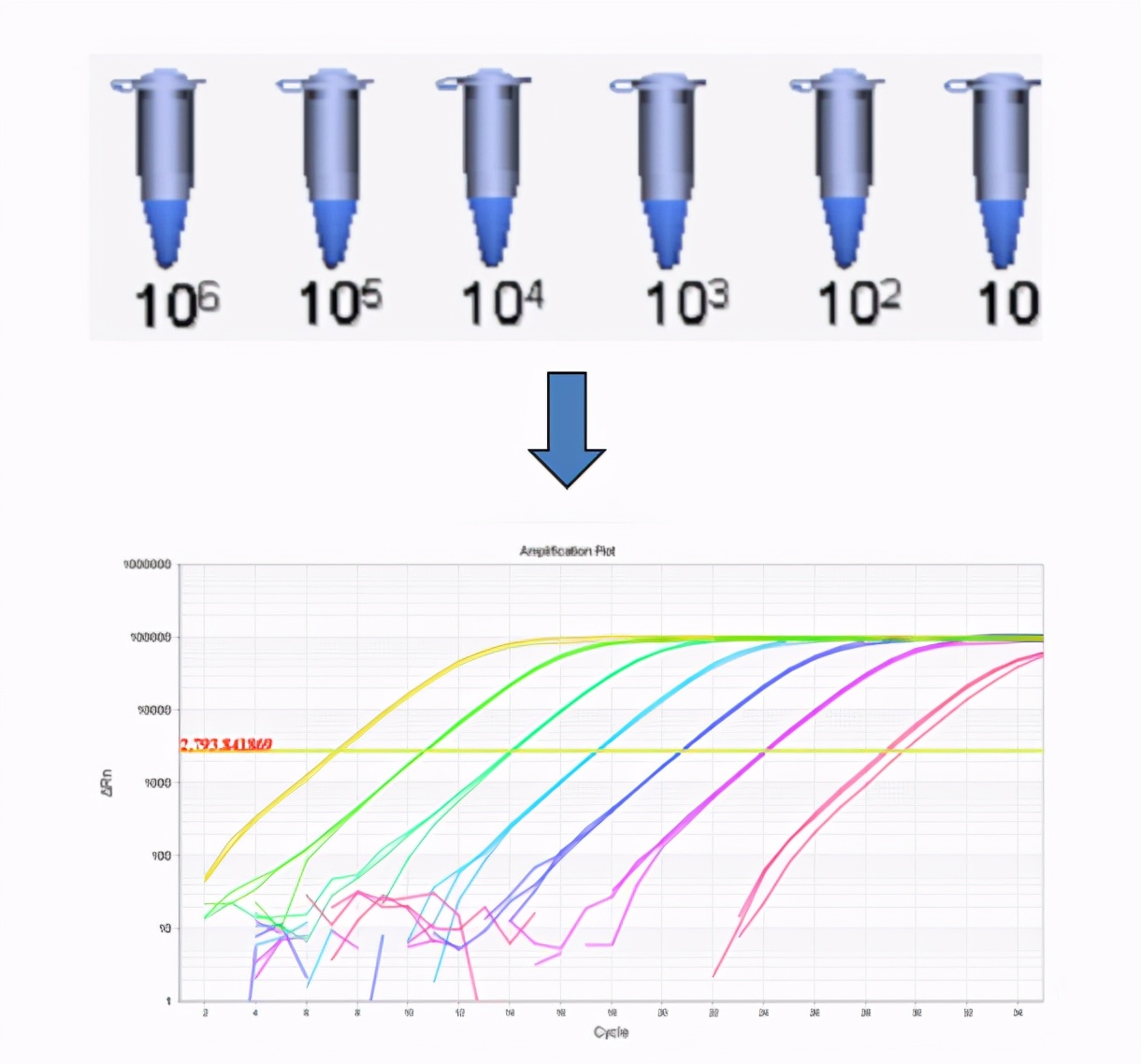 pcr梯度稀释,pcr梯度试验