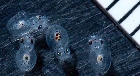 章鱼是不是地球上最聪明的生物 (科学探索章鱼的高智商来自哪里)