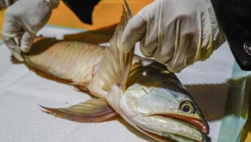 鱼缸换了水后还是有股腥臭味,如何解决鱼缸水的腥味