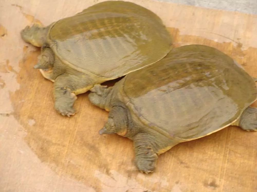 2019十大养殖品种图片,这两年最火的养殖品种