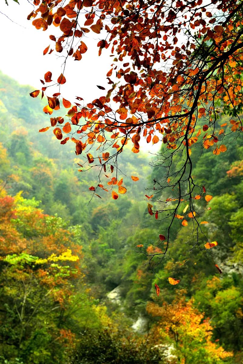 少华山红叶节完整视频,少华山赏红叶景区