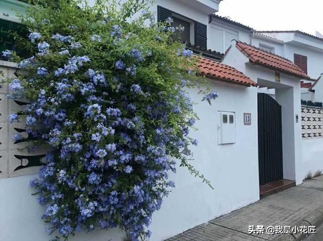 适合阳台种植的爬藤植物都有哪些,家庭阳台种什么爬藤植物比较好