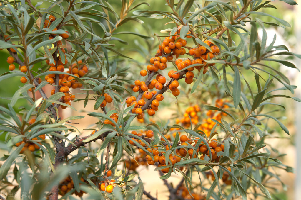 沙棘和沙枣区别,沙棘沙枣区别