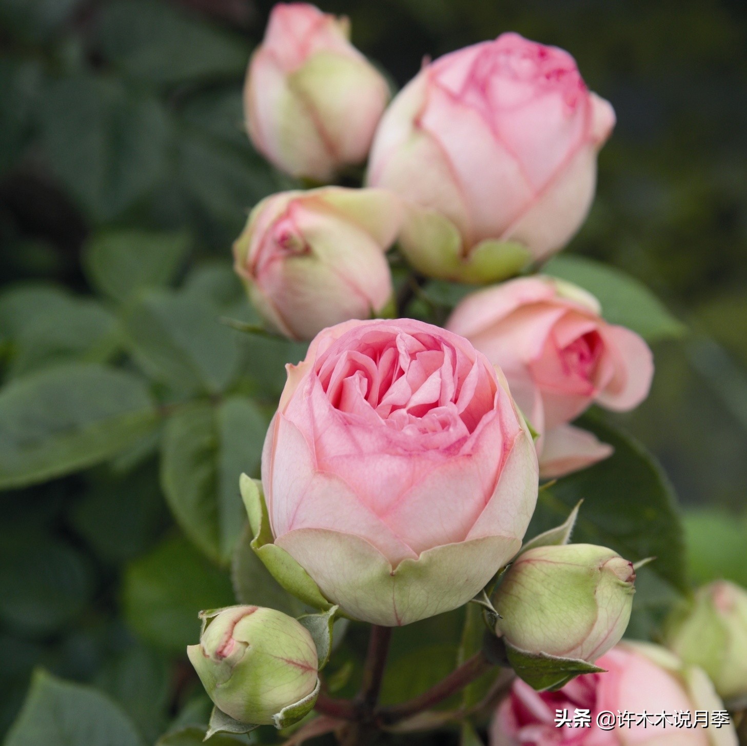 月季同时病害和虫害怎么办,月季感染蓟马怎么办