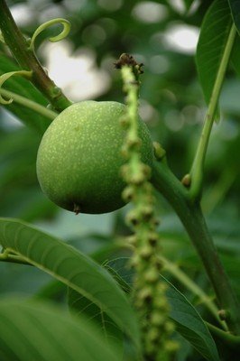 核桃树的植物学特征,核桃树的果实形状及颜色