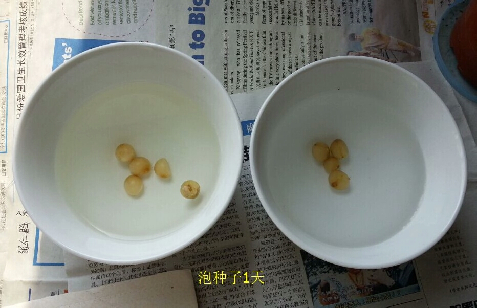 君子兰种子可以用椰糠培育吗,干透的君子兰种子怎样播种