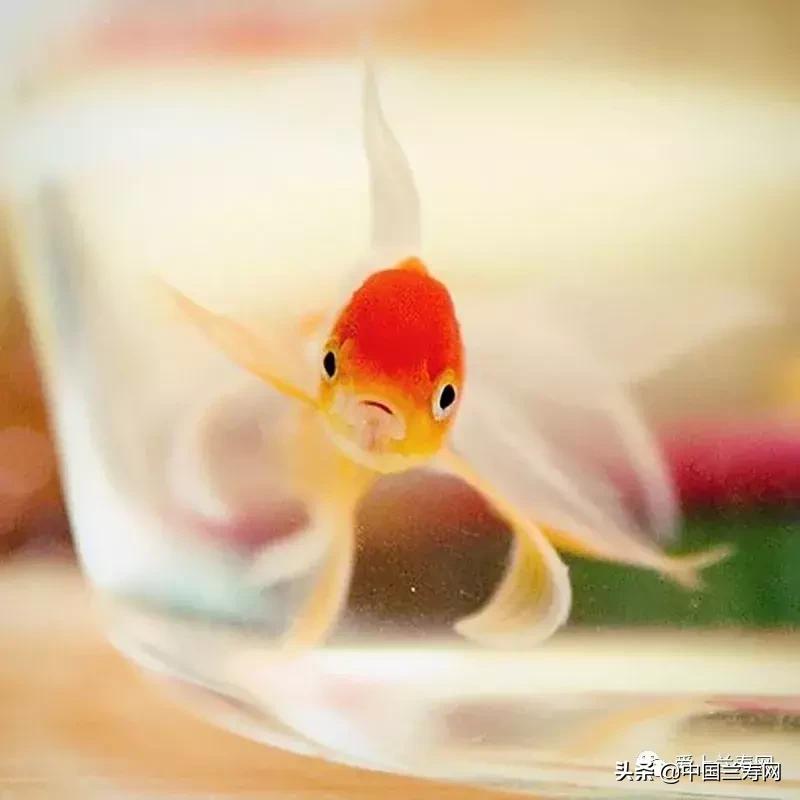 鹤顶红金鱼多久能长大,金鱼品种介绍之鹤顶红