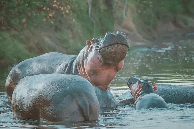 坦桑尼亚之旅,坦桑尼亚东非草原