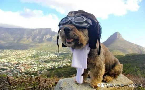 99个冷知识,九十个冷知识