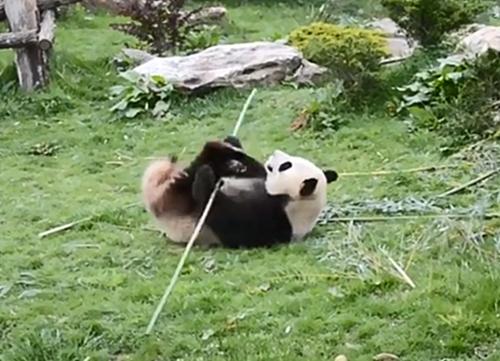 大熊猫吃竹子为什么这么细嚼慢咽,关于大熊猫吃竹子的动作