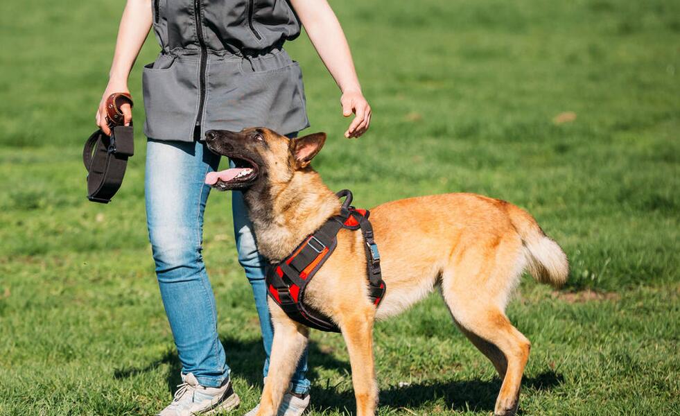 公马犬都很强势吗,养马犬公好还是母好