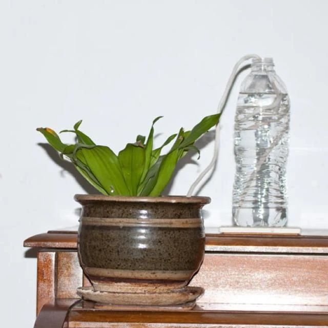 家里种什么植物好打理,看一下家里的植物怎么养