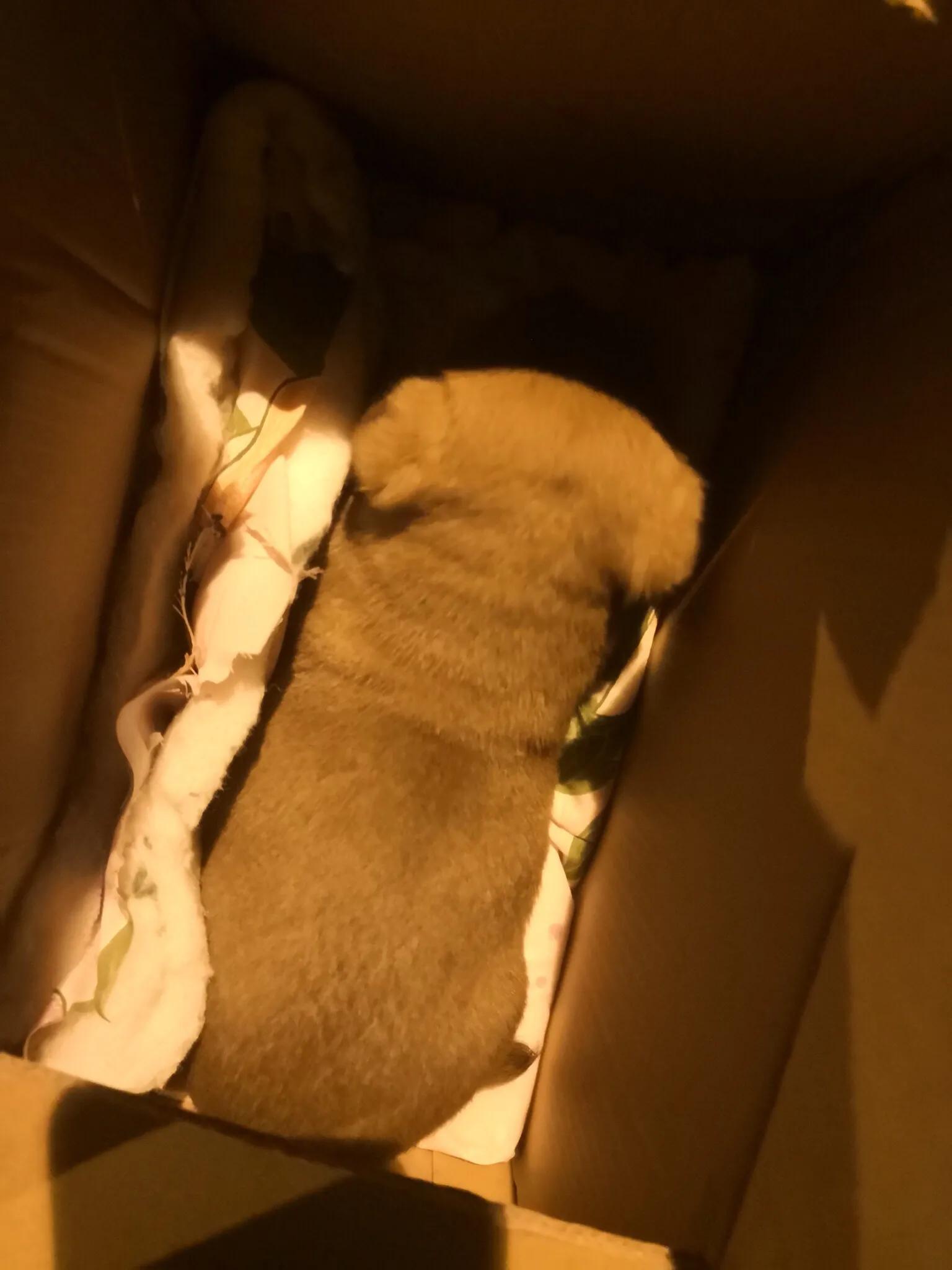 小黄是只流浪狗5之小狗仔们都找到新家啦