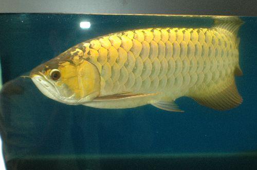 怎么让龙鱼改掉偏食,如何预防龙鱼的偏食性疾病