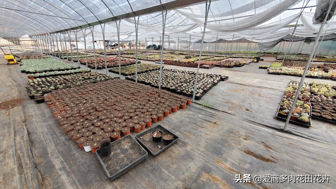 投资多肉植物有前景吗,投资花卉大棚能赚钱吗