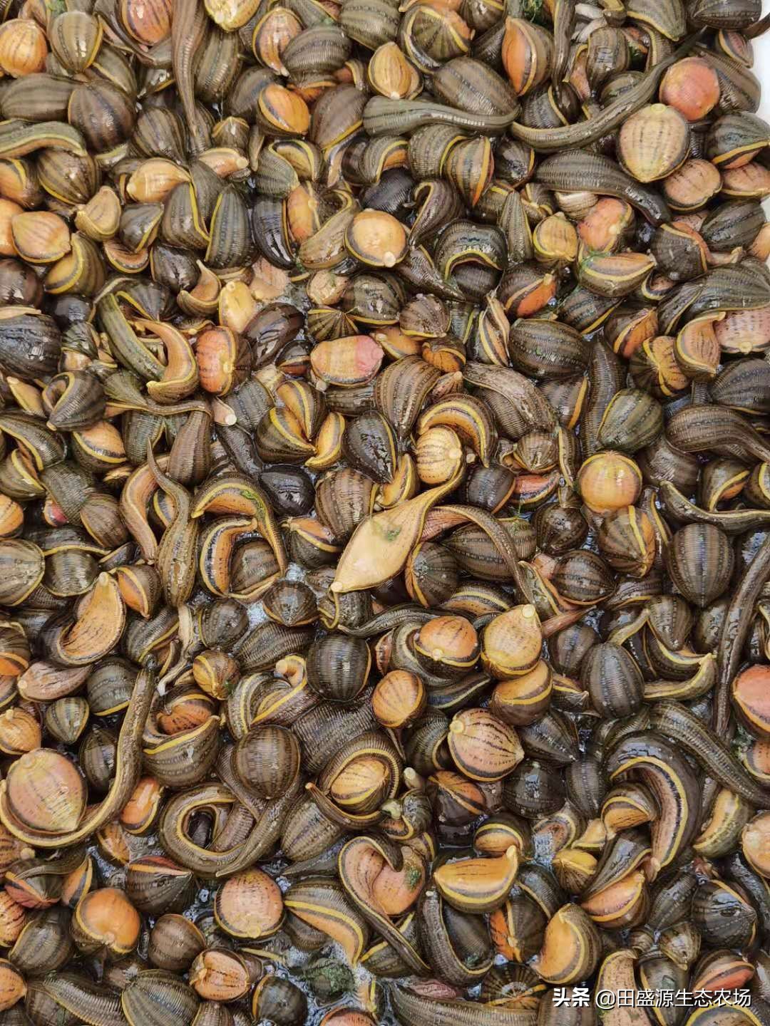 水蛭养殖市场前景分析报告,水蛭养殖市场前景怎么样