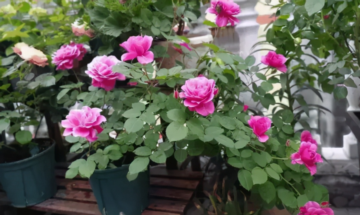 月季和天竺葵哪个好养,怎么样养月季盆栽