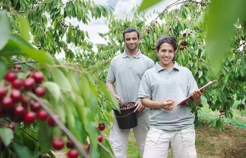 智利大使谈车厘子发言,智利车厘子对华出口创新高