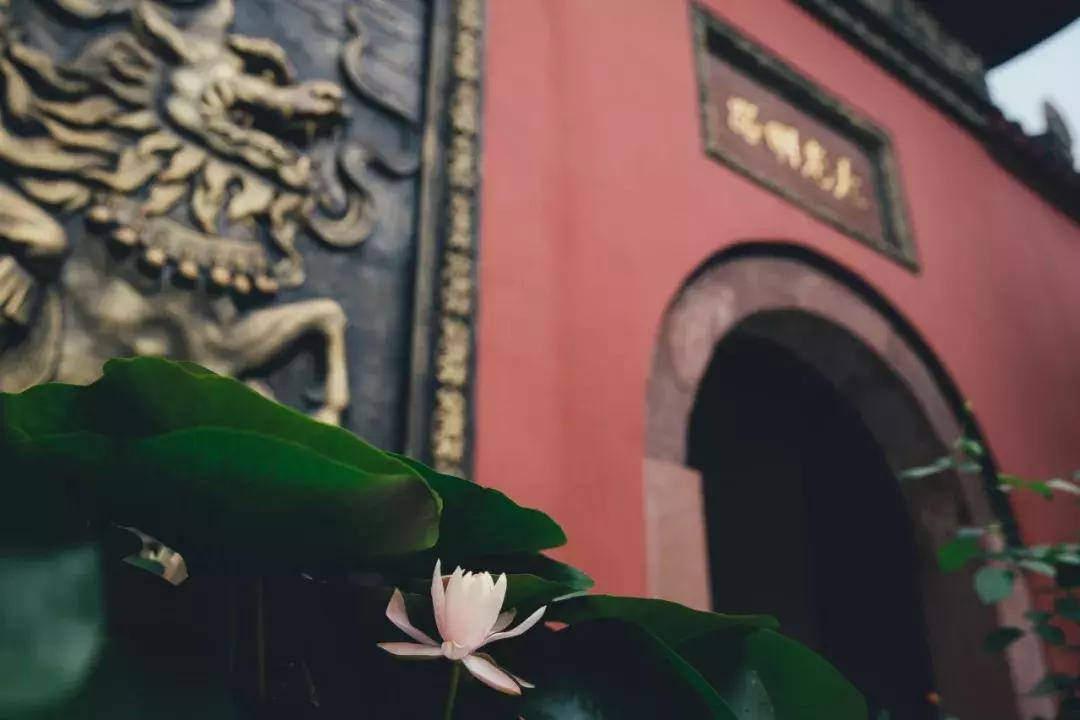 成都最美荷花池,成都荷花池有哪些