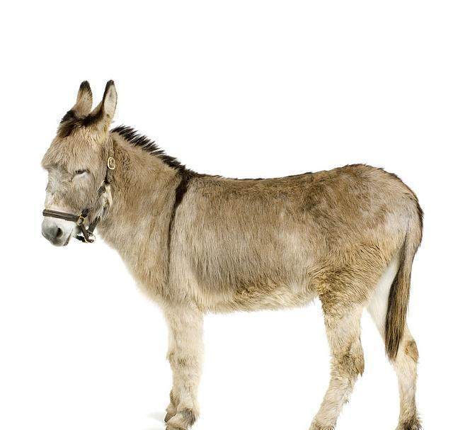 驴肉火锅汕头,潮州驴肉火锅哪家好吃