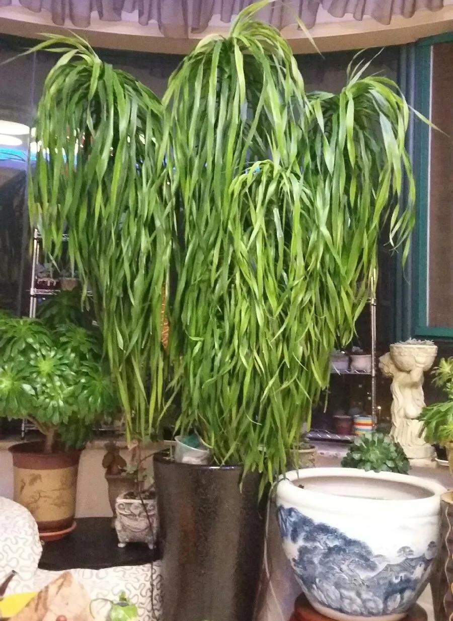 90岁的阿婆，养了株20年的龟背竹，冲上三层楼！霸气镇宅！