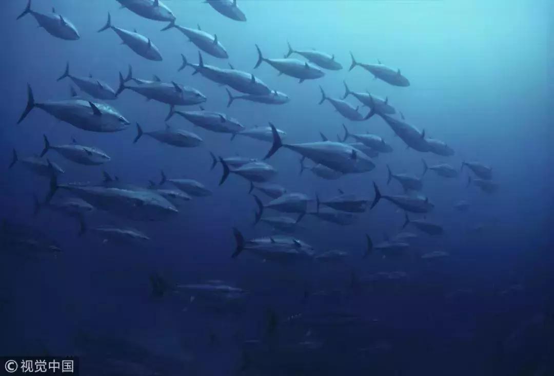 习主席刚刚抵达的巴布亚新几内亚,竟是如此神奇的国度