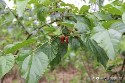 桑树种植技术资料大全,致富经桑树种植技术