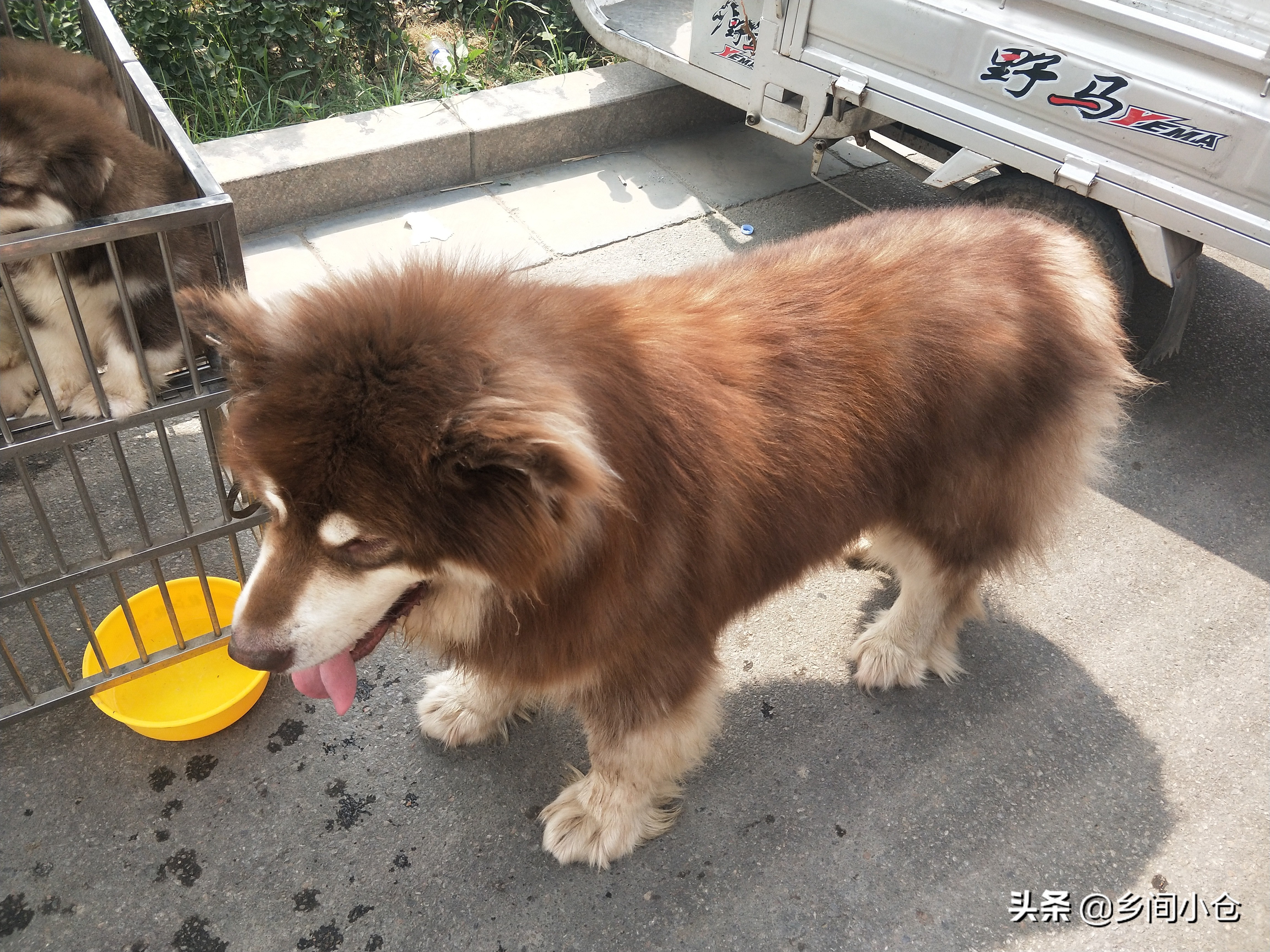 豫东最大狗市在哪里 (豫东南最大的狗市在哪里)