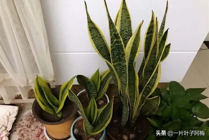 虎皮兰该如何正确养护,虎皮兰叶子发软怎么修剪