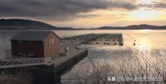 外媒曝光了挪威三文鱼养殖真相吗,挪威三文鱼养殖环境恶劣新闻