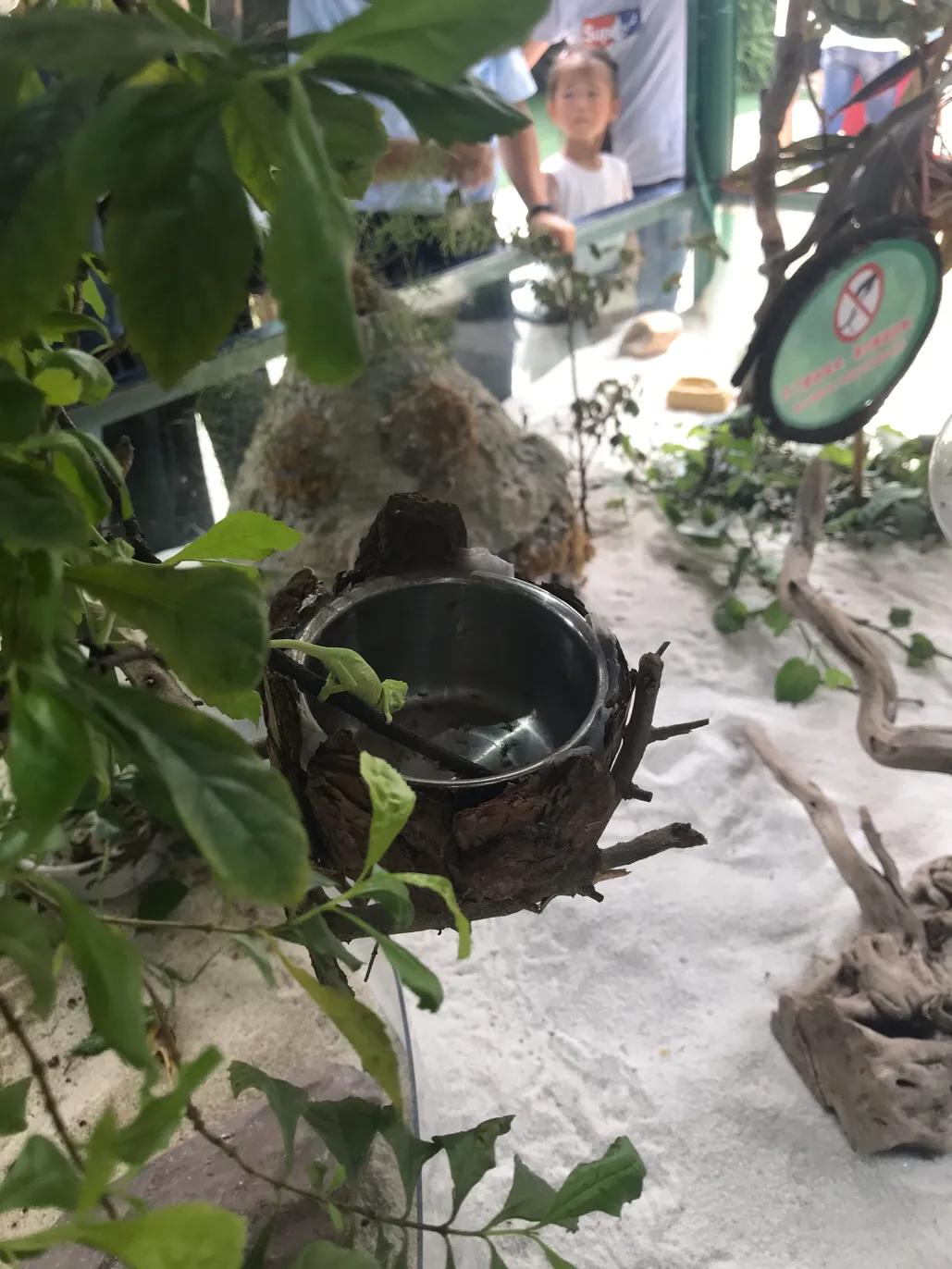 长隆飞鸟乐园拍鸟攻略,广州长隆飞鸟乐园可以摸哪些鸟