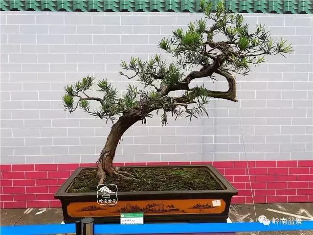 一盆盆景佳作究竟应该是怎样的,大师级盆景作品欣赏