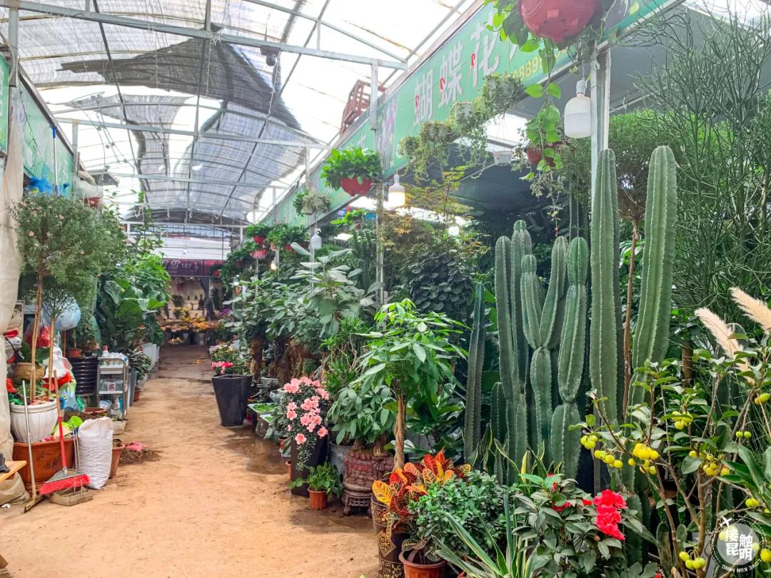 昆明鲜花进货渠道,昆明尚义花市