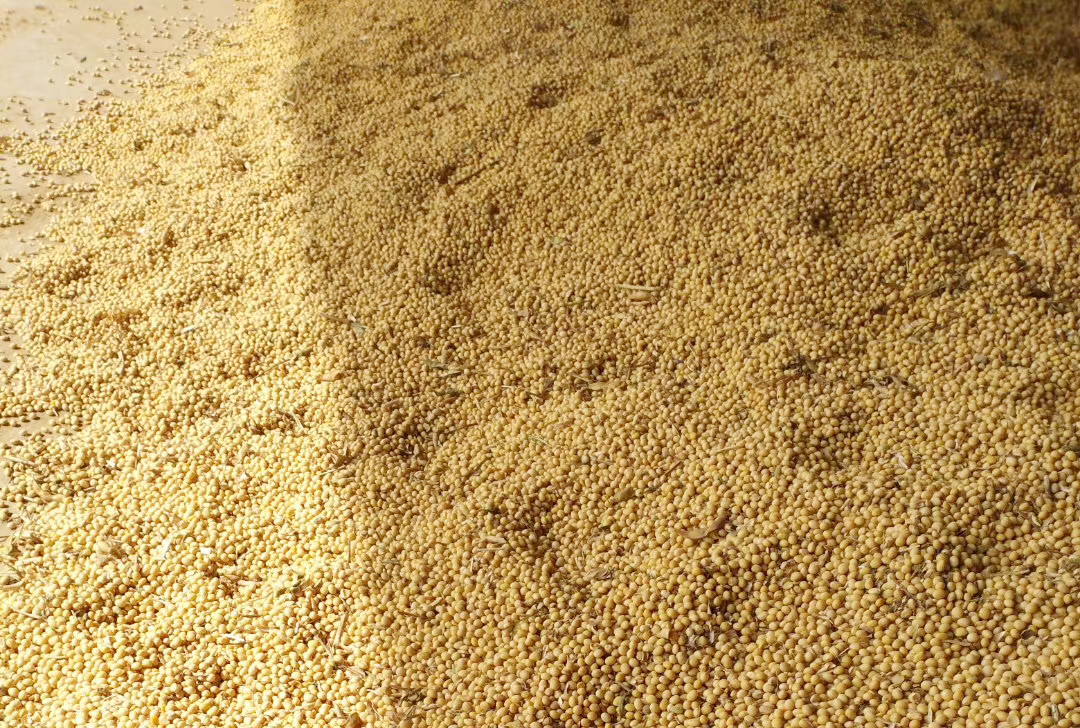 大豆价格创新高！多地突破3.5，2月份能“破4”吗？