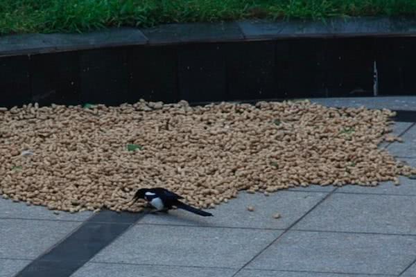 小小的喜鹊,小小喜鹊