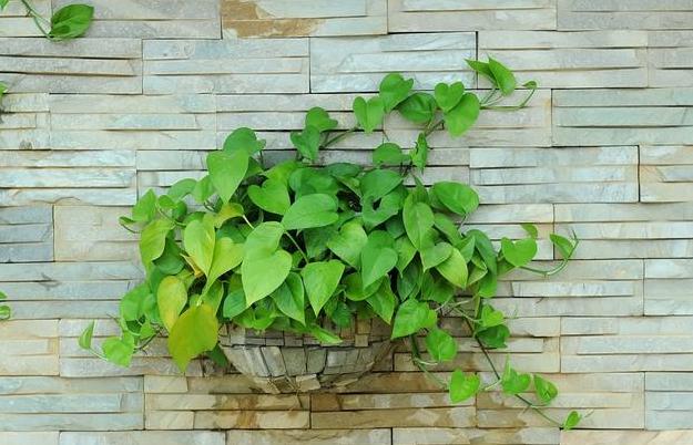 小妙招绿萝加什么长得绿油油,养绿萝只需加几粒它绿萝疯长