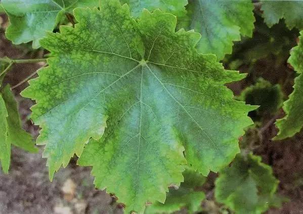 葡萄叶片黄化用什么药,葡萄叶黄化是怎么回事