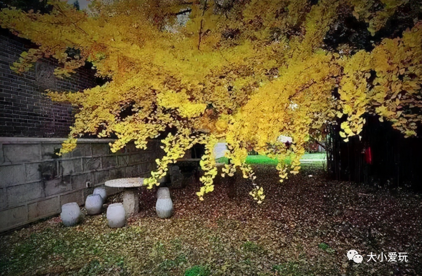 北京红螺寺银杏最佳观赏时间,北京赏银杏景区有哪些