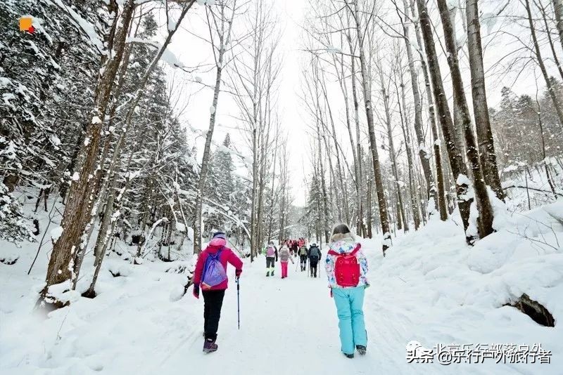 冬天漠河白桦林童话世界完整视频,冰雪大世界长白山雪乡六天五晚