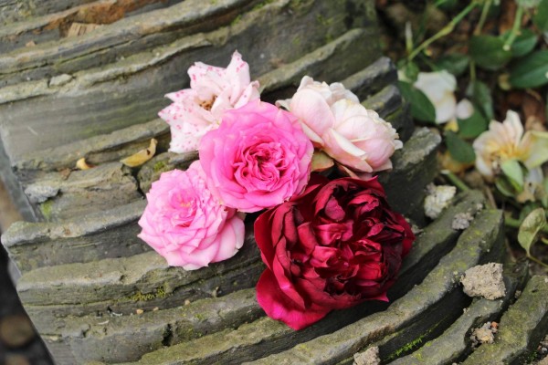 适合栽在庭院的多肉,庭院地栽多肉设计