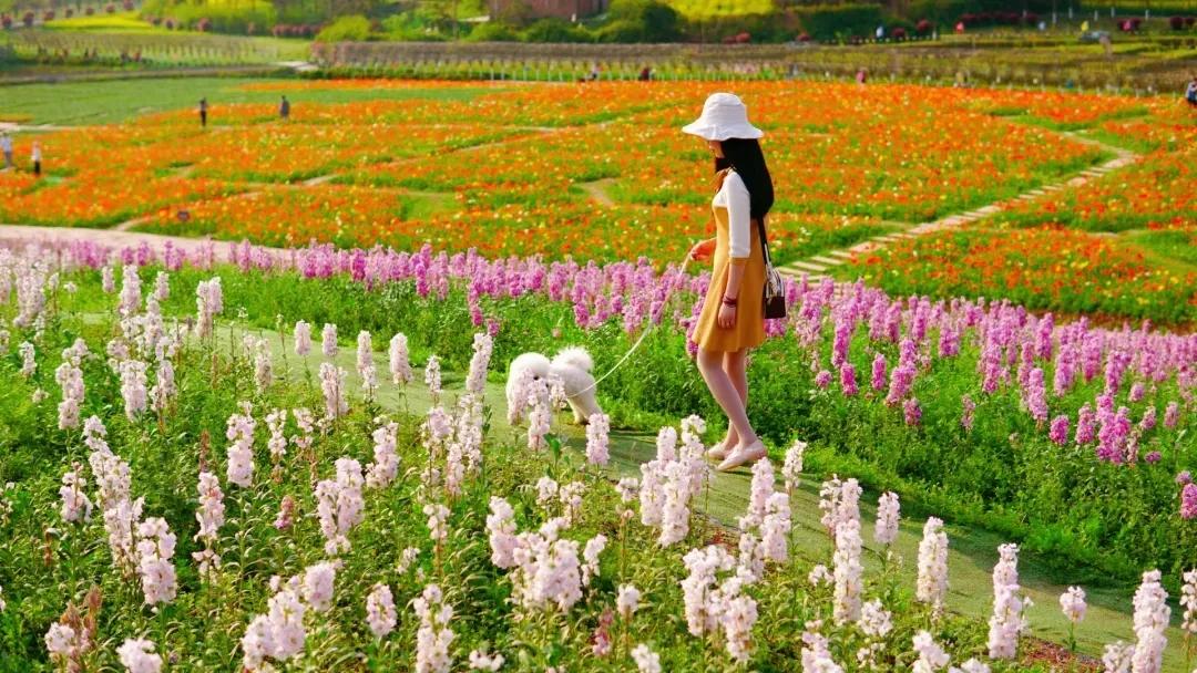 战旗村妈妈农庄,到战旗村妈妈农庄怎么走